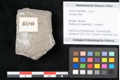 Foto (Objekt + Etikett) von Plantae indet.  (NHMW-GEO-2024-0188-6680)